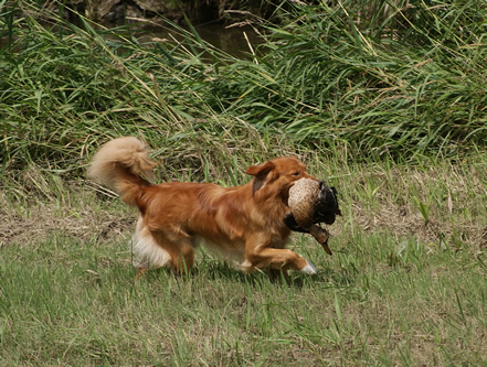 toller-ruede-mogwai-ente